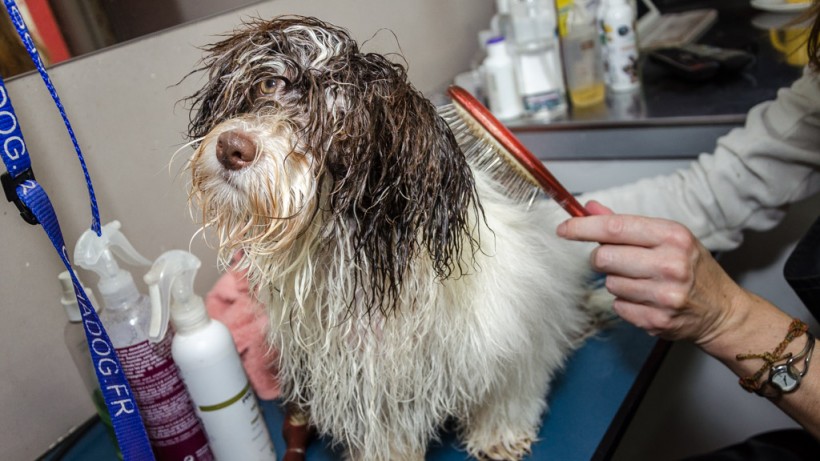 Toilettage d'un Bichon Havanais - Bichons Havanais : Elevage Familial