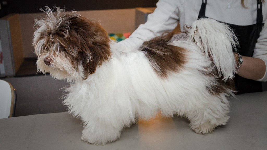 Toilettage Bichon Havanais Adulte Poil Court Le toilettage du Bichon Havanais - Bichons Havanais : Elevage Familial