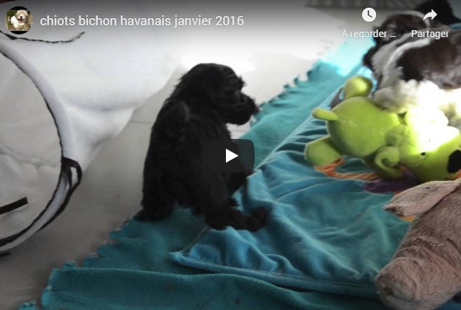 Les derniers chiots Havanais en plein jeu !