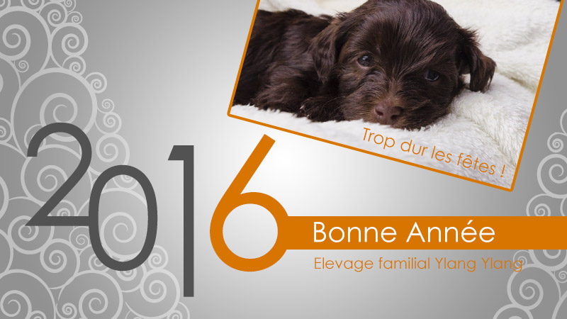 Joyeuse Année 2016