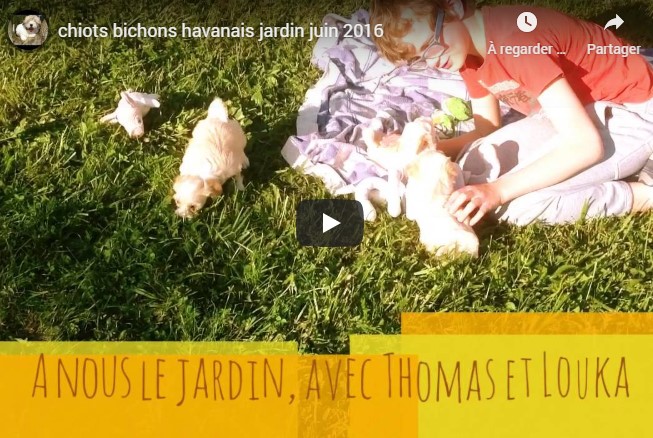 Les chiots Havanais au jardin