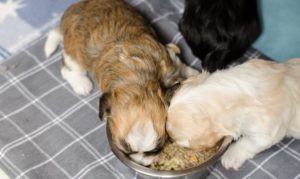 Premier repas des chiots