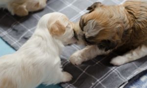 Premier repas des chiots