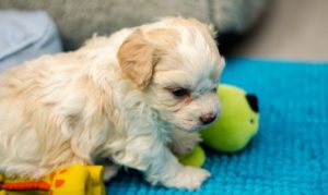 Les bébés havanais découvrent leurs nouveaux jouets