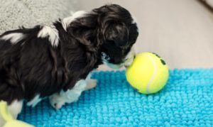 Les bébés havanais découvrent leurs nouveaux jouets