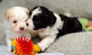 Les bébés havanais découvrent leurs nouveaux jouets