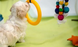 Les bébés havanais découvrent leurs nouveaux jouets