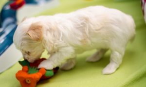 Les bébés havanais découvrent leurs nouveaux jouets