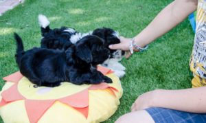 Les bichons sous le soleil de Lozère !