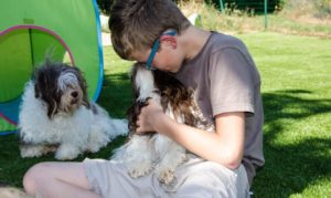 Les bichons sous le soleil de Lozère !