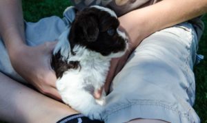 Les bichons sous le soleil de Lozère !