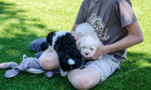 Les bichons sous le soleil de Lozère !