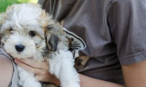 Les bichons sous le soleil de Lozère !