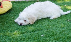 Les bichons sous le soleil de Lozère !