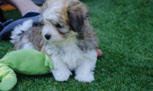 Les bichons sous le soleil de Lozère !