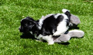 Les bichons sous le soleil de Lozère !