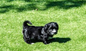 Les bichons sous le soleil de Lozère !