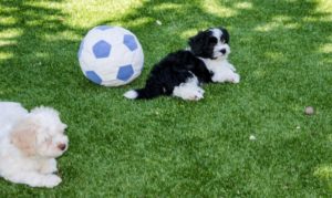 Les bichons sous le soleil de Lozère !