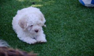 Les bichons sous le soleil de Lozère !