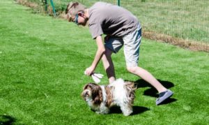 Les bichons sous le soleil de Lozère !