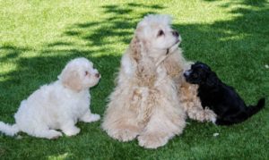 Les bichons sous le soleil de Lozère !