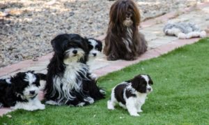 Les bichons sous le soleil de Lozère !