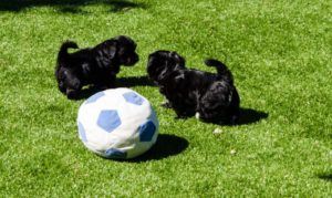 Les bichons sous le soleil de Lozère !