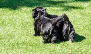 Les bichons sous le soleil de Lozère !