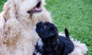 Les bichons sous le soleil de Lozère !