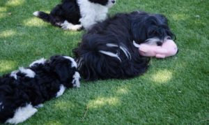 Les bichons sous le soleil de Lozère !