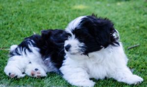 Les bichons sous le soleil de Lozère !