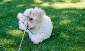 Les bichons sous le soleil de Lozère !