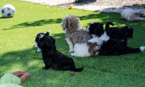 Les bichons sous le soleil de Lozère !