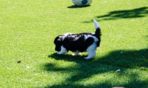 Les bichons sous le soleil de Lozère !