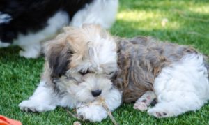 Les bichons sous le soleil de Lozère !