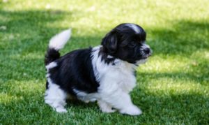 Les bichons sous le soleil de Lozère !