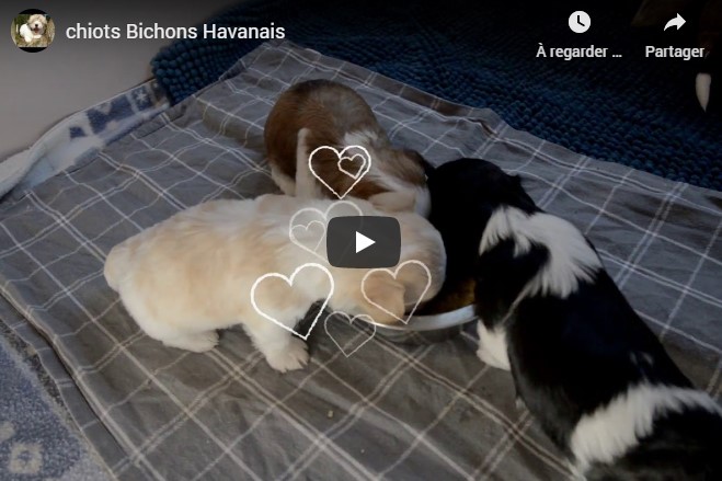 Video premier repas des chiots