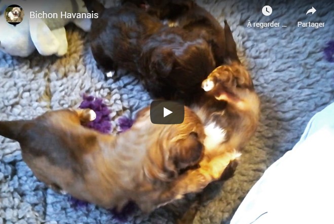 Vidéo chiots havanais