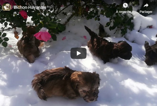 Les chiots Havanais dans la neige