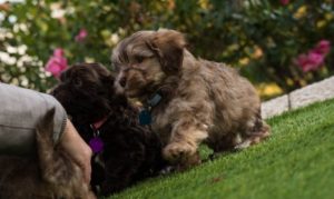 Chiots havanais chocolat dans le jardin de l'élevage Ylang Ylang