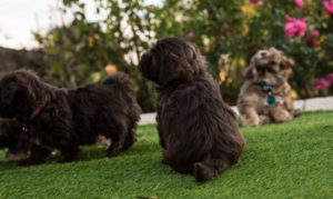 Chiots havanais chocolat dans le jardin de l'élevage Ylang Ylang