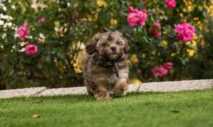 Yogi - Bichon Havanais Chocolat