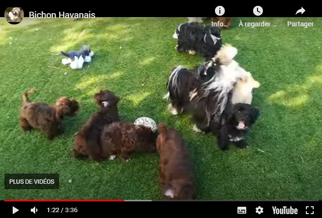 Nouvelle vidéo des chiots