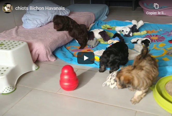 Video Chiots Havanais