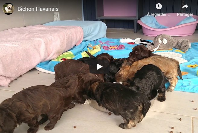 Video des chiots de Jamia et Nioky