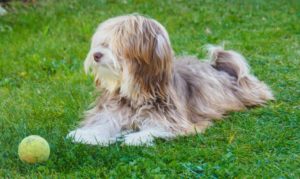 Bichon Havanais chocolat