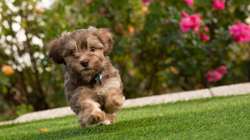 Les Chiots Bichon Havanais de notre élevage