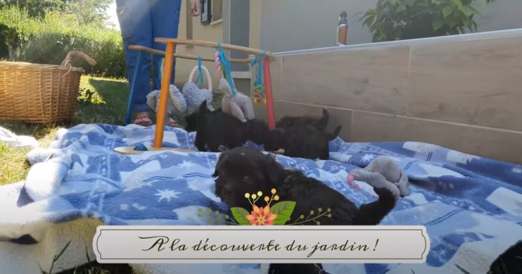 Chiots Havanais à la découverte du jardin