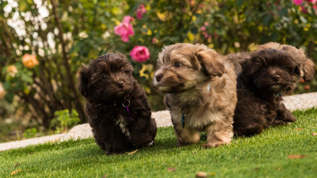 Chiots Havanse (bichon havanais)