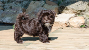 Nutella, Havanese chocolat